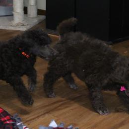Poodle Puppies from RK'S Pets
