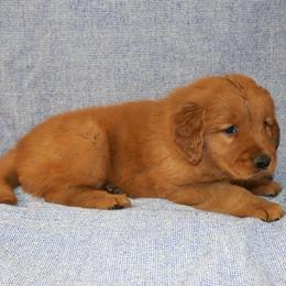 Ariel - Dark golden female Golden Retriever puppy in New Weston, Ohio from Bertke AKC Golden Retrievers and Bernese Mountain Dogs