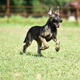 Belgian Malinois and xDutch Shepherd Puppies from Ruach Kaizen Malinois