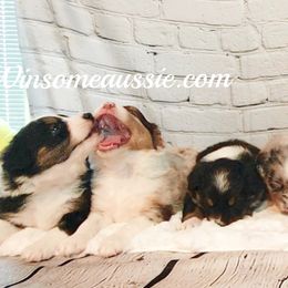 Australian Shepherd Puppies from Winsome Aussies