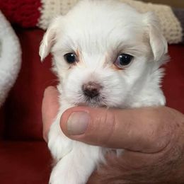 Maltese and Yorkshire Terriers from S & P Farms