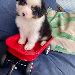 Duke - Black tri-color male Australian Shepherd puppy in Landenberg, Pennsylvania from Aussie4Life