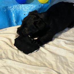 Scottish Terrier Puppies from Moo's Scotties