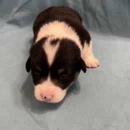 Male 4 - Black and tan male Pembroke Welsh Corgi puppy in Moundville, Alabama from Cartee Corgis - Debi Cartee Mills
