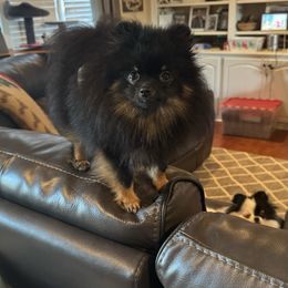 Travis - Pomeranian