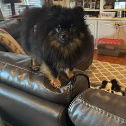Travis - Pomeranian