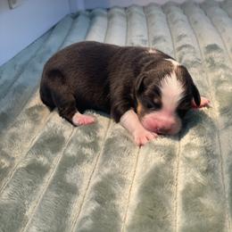 Poppy - Black tri-color female Australian Shepherd puppy in Salinas, California from AA Aussies