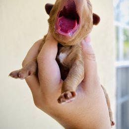 Bernedoodle, Goldendoodle, and Poodle Puppies from Florida Pumpkadoodles