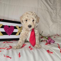 Yellow - Cream male Goldendoodle puppy in Grovetown, Georgia from Snug-a-Doodles