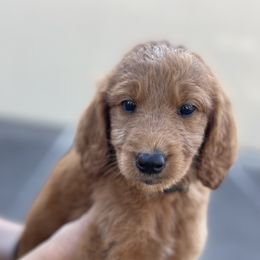 Aussiedoodle and Goldendoodle Puppies from KJ Doodles