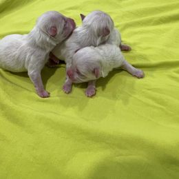 Maltese Puppies from Anastasiya's Maltese Pups