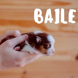 Miniature American Shepherd Puppies from Mini Aussie Florida