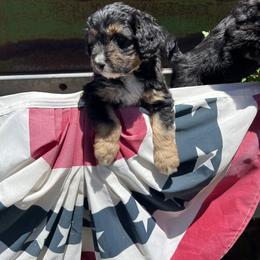 Golden Aussiedoodle and Goldendoodle Puppies from Wild Rose Tiny Poodles & Doodles
