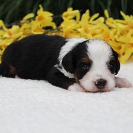 Levi - Tri-color male Bernedoodle puppy in Perrysville, Ohio from Pleasant Valley Bernedoodles