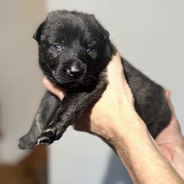 Dutch Shepherd Puppies from Monadnock Dutch Shepherds