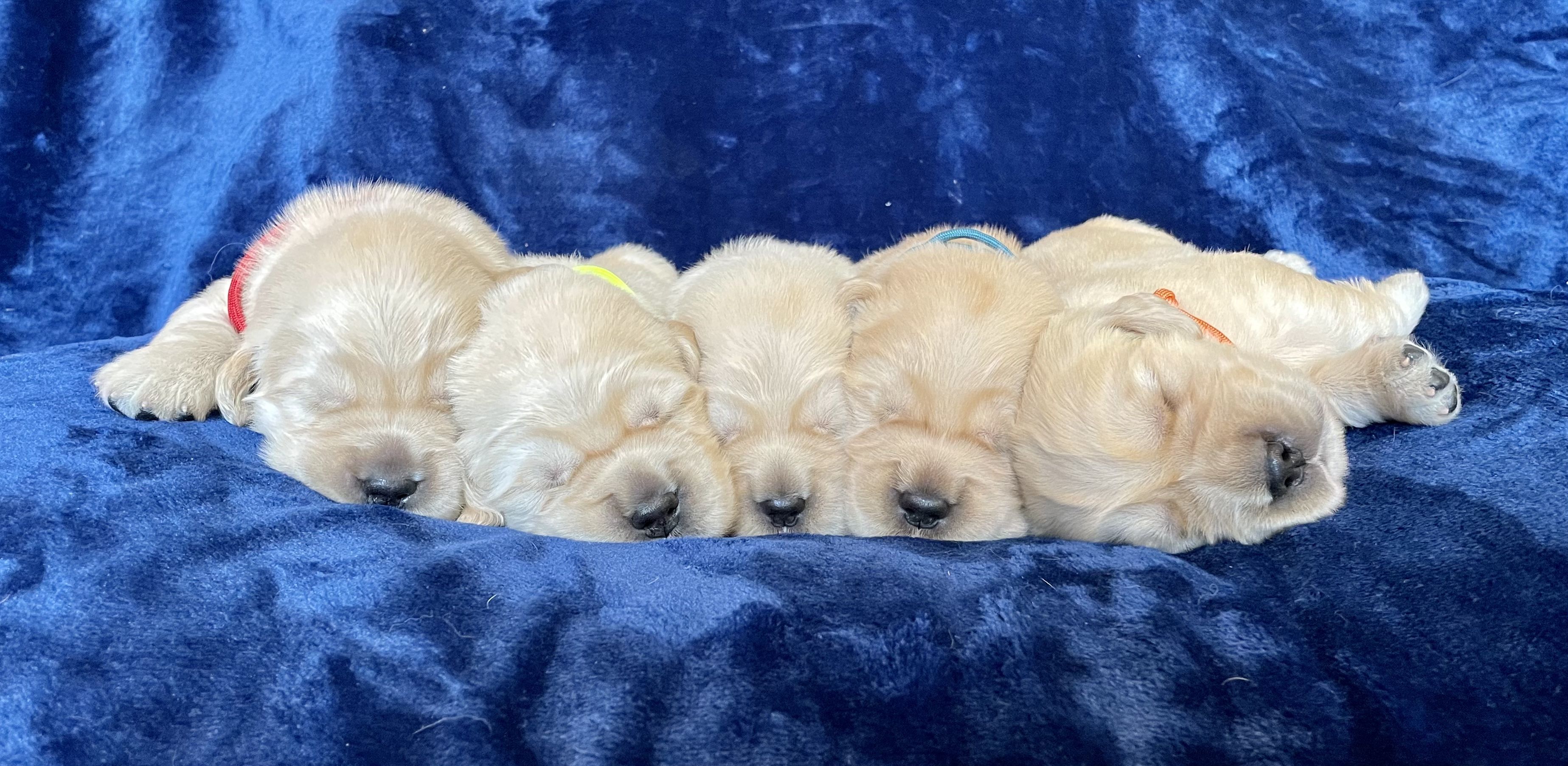 Riverstone Goldens in Pennsylvania Golden Retriever puppies