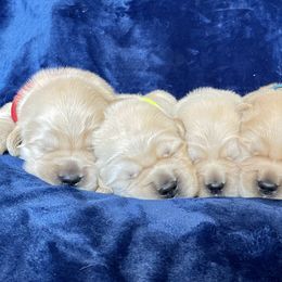 Golden Retriever Puppies from Riverstone Goldens