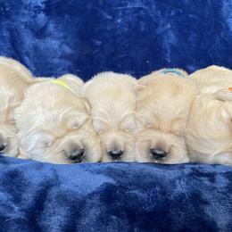 Golden Retriever Puppies from Riverstone Goldens
