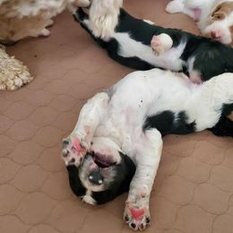 Goldendoodle Puppies from Doodles of Colorado