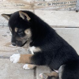 Shiba Inu from GBs Shiba Inu's