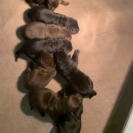 Labrador Retriever Puppies from Red Brush Labs