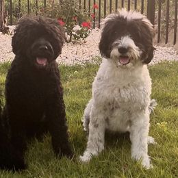 Portuguese Water Dogs from Hat Trick Portuguese water dogs
