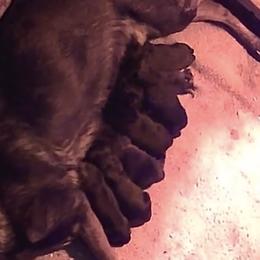 Boy 2 - Sable male German Shepherd puppy in Oakland, Oregon from VHM German Shepherds