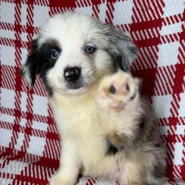 Oreo - Blue merle male Miniature Australian Shepherd puppy in Hokes Bluff, Alabama from Alegria Toy Aussies