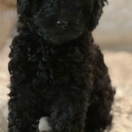 Poodles from Pinehurst Poodles, LLC