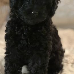 Poodles from Pinehurst Poodles, LLC