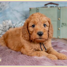 Bridgett - Red  female Goldendoodle puppy in Connersville, Indiana from Deaz Doodle Ranch