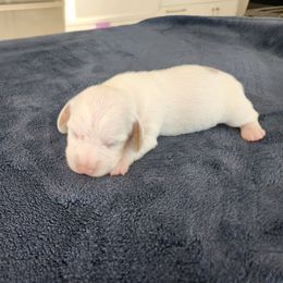 Snow - Cream male Dachshund puppy in Torrance, California from Lucky Dachshunds