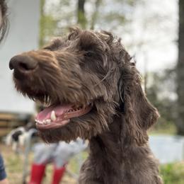 Sissy - Labradoodle