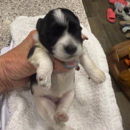 Isis - Parti female Miniature Schnauzer puppy in New Bern, North Carolina from DJS Delightful Miniature Schnauzers