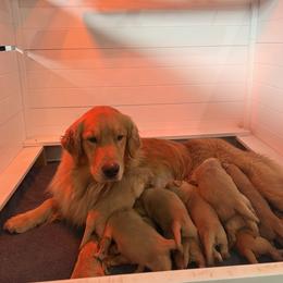 Golden Retriever Puppies from Sound Golden Retrievers