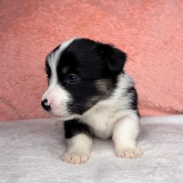 CONWAY - Black and tan male Pembroke Welsh Corgi puppy in Ritzville, Washington from Sapphire Iris Corgis