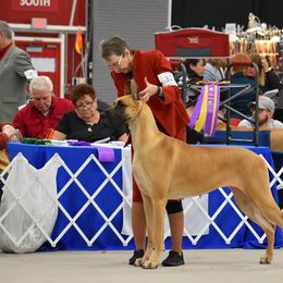 Great Dane All Grown Up from Legado Danes