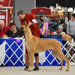 Great Dane All Grown Up from Legado Danes