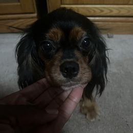 Piper - Cavalier King Charles Spaniel