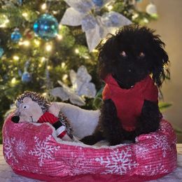 Dexter - Shihpoo
