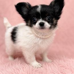 Pearl - Black and white female Chihuahua puppy in Smyrna, Georgia from GeorgiasChihuahuas
