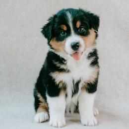 Chesapeake(Chessie) - Black tri-color female Australian Shepherd puppy in Aberdeen, North Carolina from Huckleberry Hill Aussies LLC.