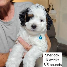 Blue collar Maxwell - Tri-color male Bernedoodle puppy in Fairmount, Indiana from Capens' Doodles,Poodles and Poo's