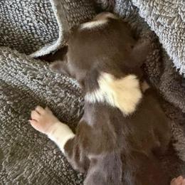 Jasmine - Chocolate female Havanese puppy in Culver City, California from Havan Sent Havanese