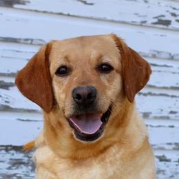 Honey - Labrador Retriever
