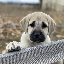 Sun Girl - Fawn female Anatolian Shepherd Dog puppy in Kalispell, Montana from Wild Rooster Family Farm (AKC Anatolians OFA Hips Tested)