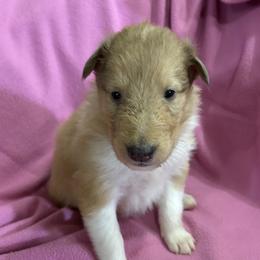 Dotti - Sable and white female Collie puppy in Bad Axe, Michigan from Collie Campo