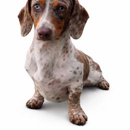 Tucker - Dapple male Dachshund puppy in Anaconda, Montana from Williams Family Dachshunds