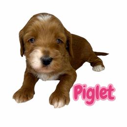 Piglet - Red female Australian Labradoodle puppy in Upland, California from Kings Labradoodles