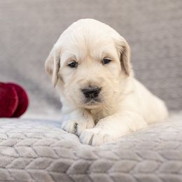 Golden Retriever Puppies from Sandy Acres Golden Retrievers